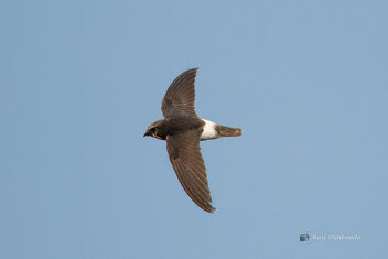 A Little Swift in flight - image #478425 gratis