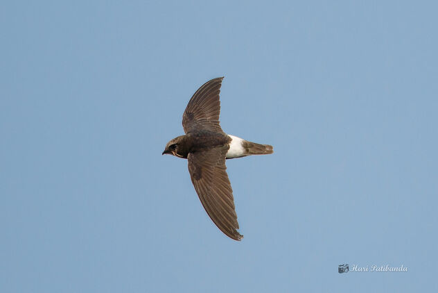 A Little Swift in flight - image #478425 gratis