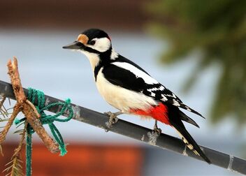 Woodpecker on the metal-bar - Free image #478745