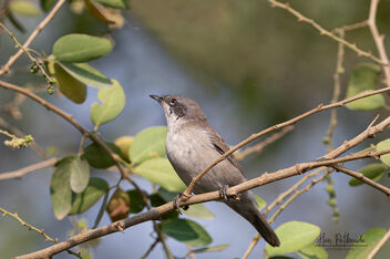 Little Busybody in the morning - A male Lesser Whitethroat - Free image #478985