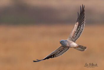 Beautiful Montagu's Harrier in Flight - Free image #479035