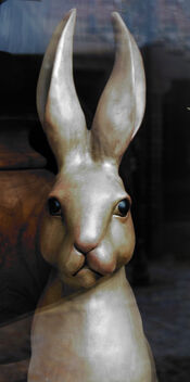 Hare in the Window - image gratuit #479155 