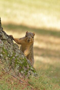 Squirrel in the Park - image #479245 gratis