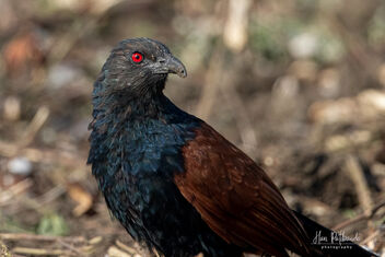 A Greater Coucal in action - Kostenloses image #479335