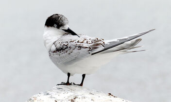 White-fronted Tern NZ - Free image #479515