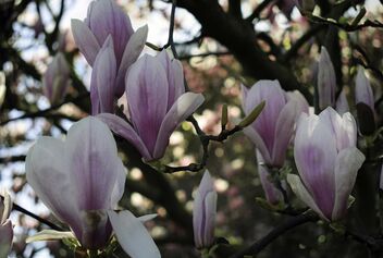 Magnolias - Free image #479585