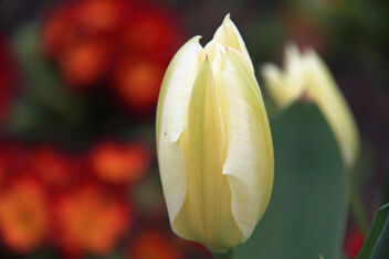 Tulip - Kostenloses image #479685