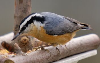 Red-breasted nuthatch 'Sitta canadensis' - Peel Region, Ontario - Kostenloses image #479775