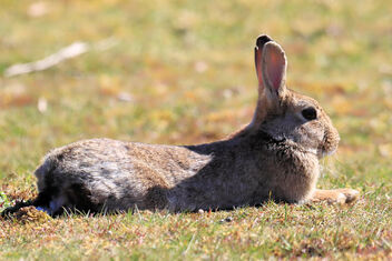 Bunny - image #479915 gratis