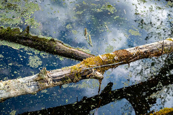 Swamp 03 - Free image #479945
