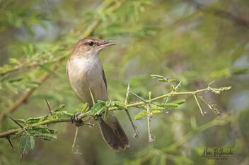 A Clamorous Reed Warbler near a marshy field - image gratuit #479985 