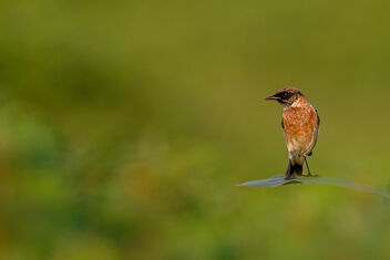 A Siberian Stonechat on a leaf perch - image #480145 gratis