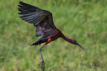 A Glossy Ibis looking for Food - Free image #480255
