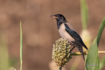 A Rosy Starling Enjoying a Millet Cob - бесплатный image #480305