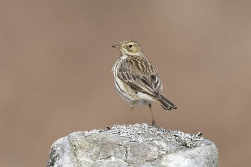 Meadow Pipit - Kostenloses image #480325
