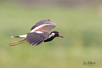 A Red-Wattled Lapwing alerting all birds to my presence - бесплатный image #480355