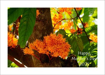 Flowers for Mother's Day 2021 - Kostenloses image #480375
