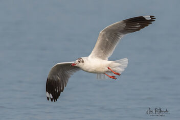 A Brown Headed Gull in flight - image #480425 gratis