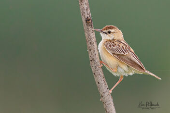 A Zitting Cisticola in the morning mist - Free image #480445
