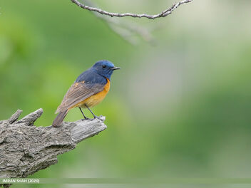 Blue-fronted Redstart (Phoenicurus frontalis) - Free image #480705