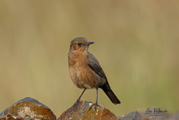 A Brown Rock Chat in its habitat - Kostenloses image #480725