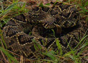 Eastern Diamondback Rattlesnake (Crotalus adamanteus) - image gratuit #481045 