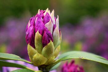 Rhododendron - image #481075 gratis