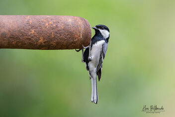 A Cinerous Tit Looking for Water in the Pipe - image #481265 gratis