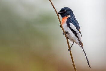 A Rare White Bellied Minivet foraging - Free image #481385