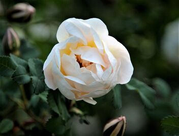 Midsummer Rose - image #481405 gratis
