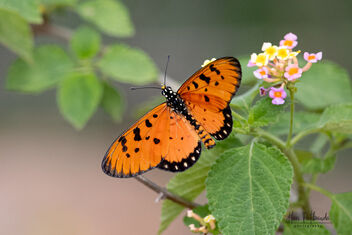 A Tawny Caster Butterfly on a flower - image #481595 gratis