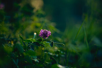 Trifolium pratense - image #481705 gratis