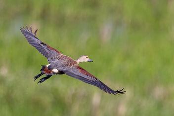 A Lesser Whistling Duck Taking flight - image #481765 gratis