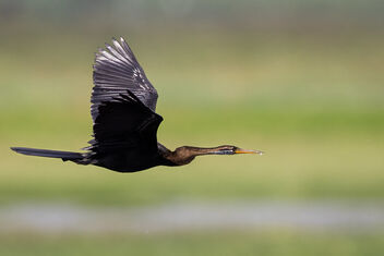 An Oriental Darter carrying fish to its nest - image #481795 gratis
