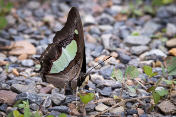 A Common Nawab Butterfly on the ground - image #482065 gratis