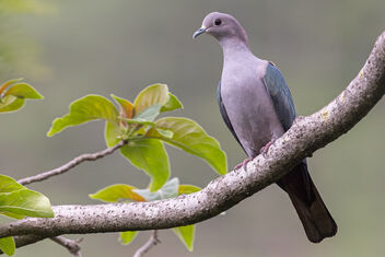 A Juvenile Green Imperial Pigeon on a nice perch - бесплатный image #482085