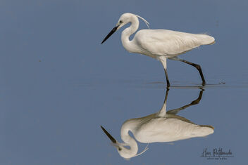 A Little Egret looking for food in a shallow lake - image gratuit #482235 