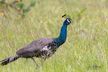 A Young male Indian Peacock unsure of himself - бесплатный image #482325
