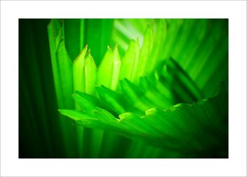 Palm leaves - image #482355 gratis