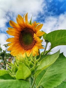 Gaint sunflower - image gratuit #482405 