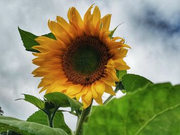 Sunflower - image #482415 gratis