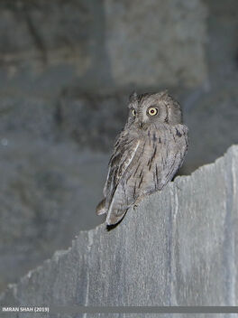 Pallid Scops-owl (Otus brucei) - бесплатный image #482475