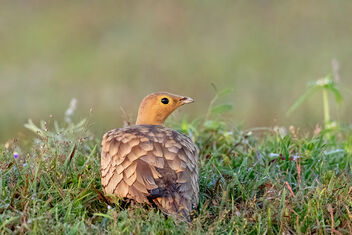 A Chestnut bellied Sandgrouse roosting in the open - image #482565 gratis