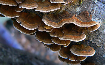 Bracket Fungi. - image gratuit #482575 