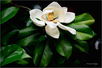Magnolia flower - image #482605 gratis