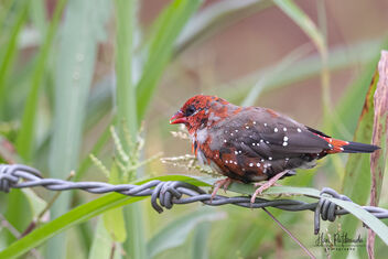 Breakfast time for this Strawberry Finch - image gratuit #482625 