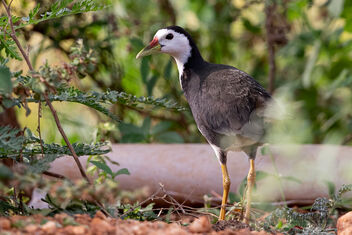 A White Breasted Waterhen on the Ground - image gratuit #482695 