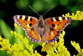 Nettle Butterfly - бесплатный image #482715