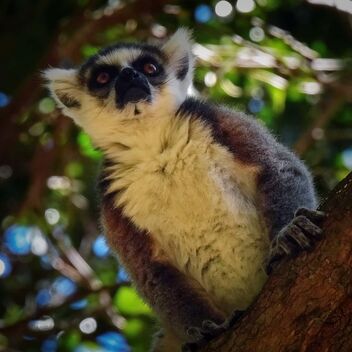 Lemur, Madagascar - Free image #483205