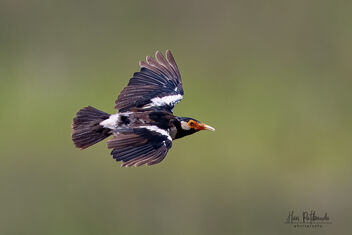 An Asian Pied Starling in Flight - image #483305 gratis